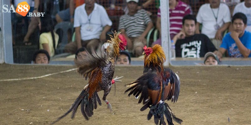 Đá gà cựa dao